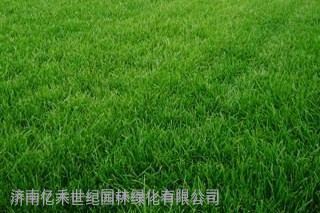 草地早熟禾草坪种子