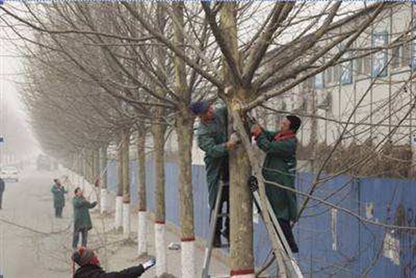 2020年12月园林植保信息