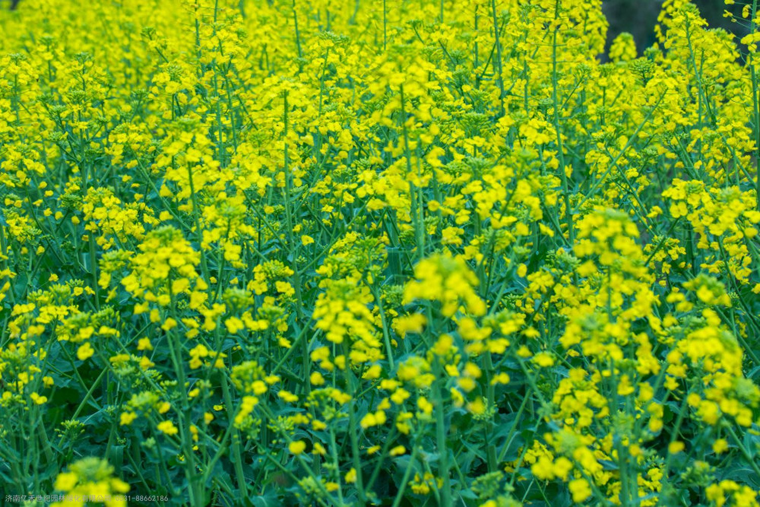 二年生花卉种子 油菜花种子