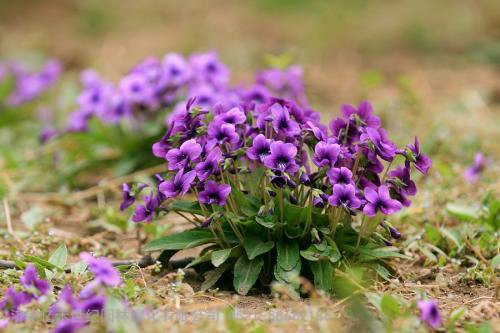 多年生花卉种子 紫花地丁种子
