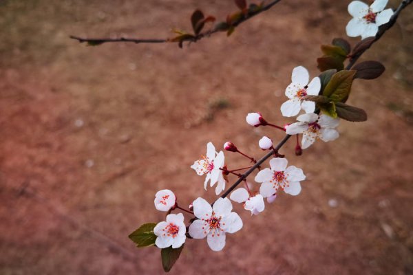 紫叶李常见病虫害及防治