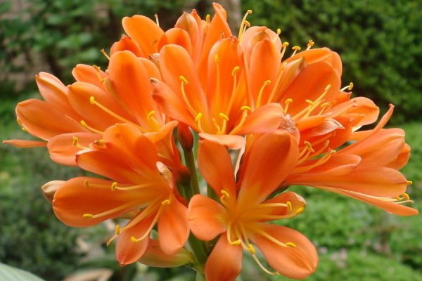 君子兰的养殖方法和注意事项