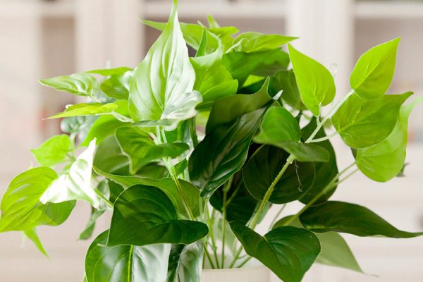 绿萝的养殖方法和注意事项