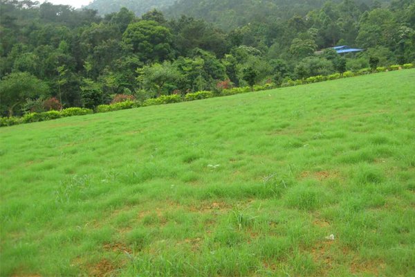 草坪基础知识介绍