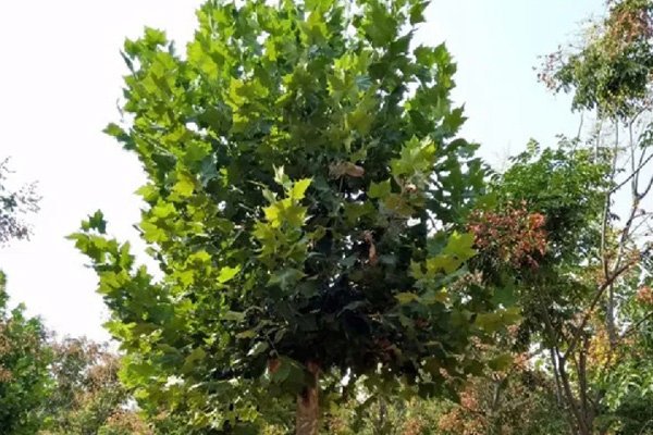 法桐霜霉病的发生与防治