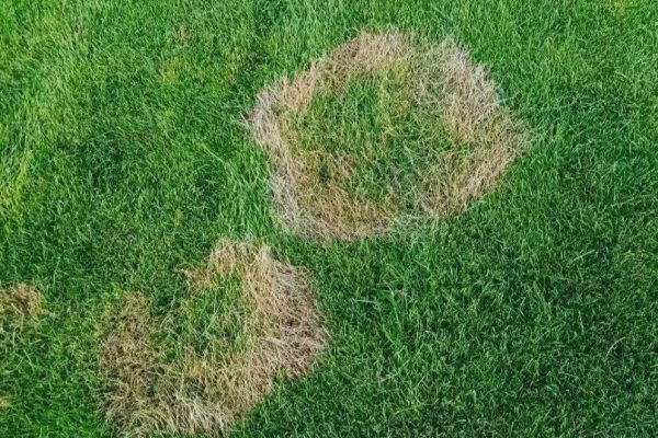 夏季高温草坪病害防治