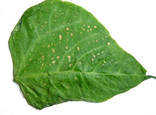 锈病的发生与防治