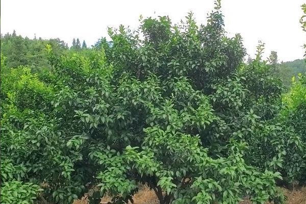 秋肥很重要，高氮、平衡、高钾各有什么差别。