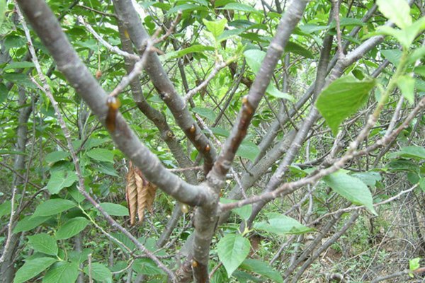 树木流胶病的发生与防治