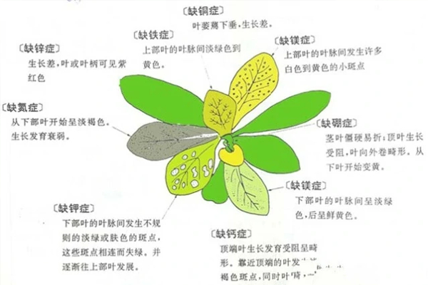 植物缺素有哪些现象