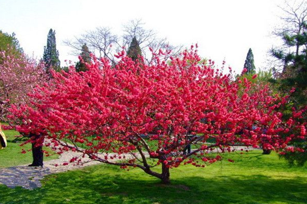 碧桃常见病虫害及防治