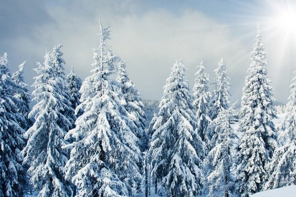 雪松常见病虫害及防治