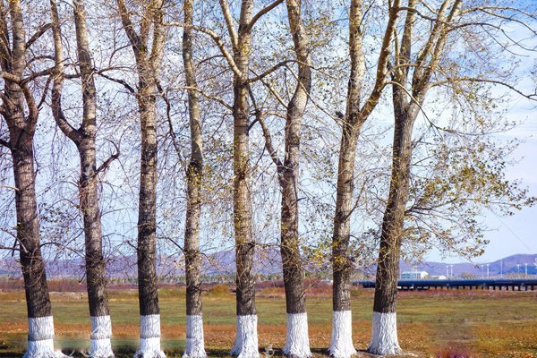 济南市园林和林业美国白蛾的防治对策