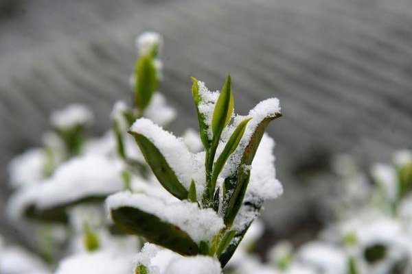 植物防冻剂使用时间及使用方法