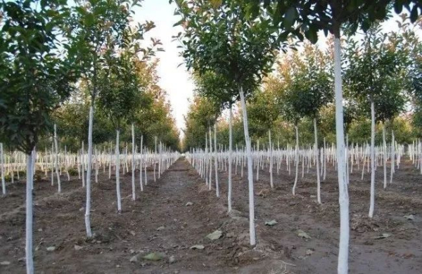 对于树干涂白剂您选对了吗？