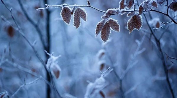 园林植物受冻后的缓解与防护措施