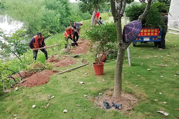 必看！春季园林树木养护要点